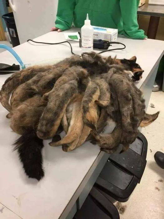 What They Found on the Street Sparked an Incredible Transformation