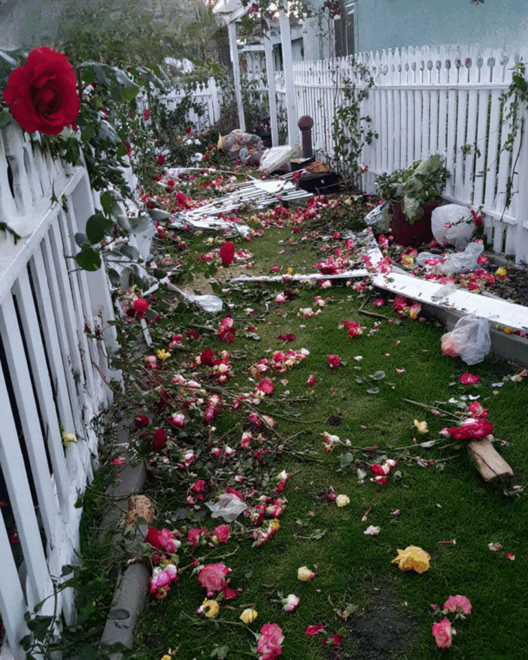 How I Responded When My Yard Was Changed for a Wedding