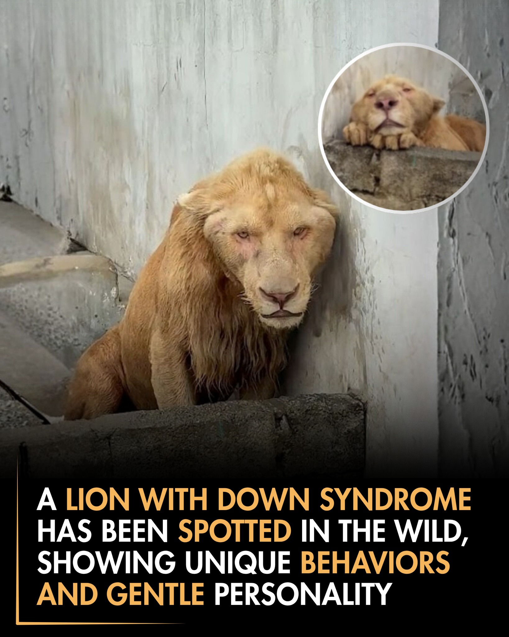 A Rare Marvel of Nature: The Lion with “Down Syndrome-like“