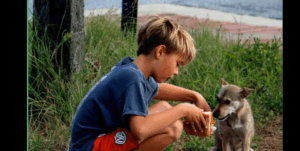 My Son Shared His Lunch with a Stray Dog Every Day – Until One Day, a Red SUV Pulled Up