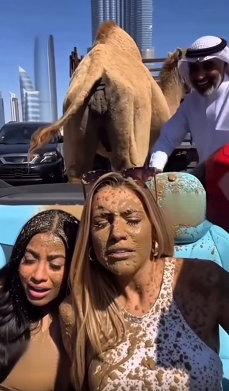 Dubai’s Camel Causes a Scene