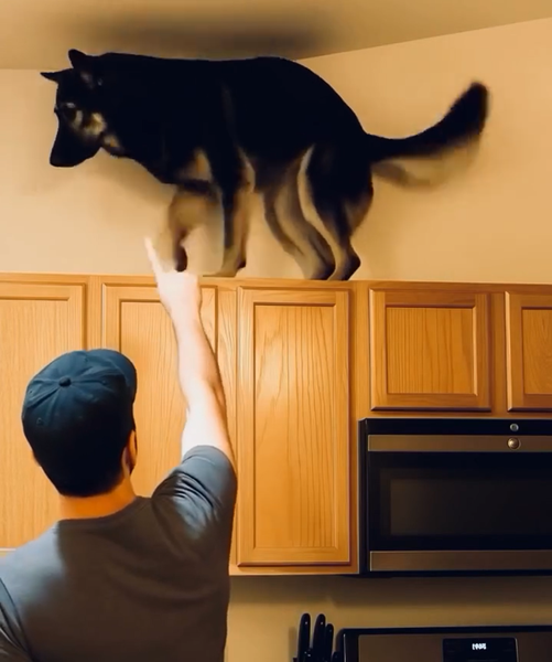 Lately, my dog has been climbing the kitchen cabinets and growling loudly. I initially thought he was acting strangely, until I discovered what he was focused on.