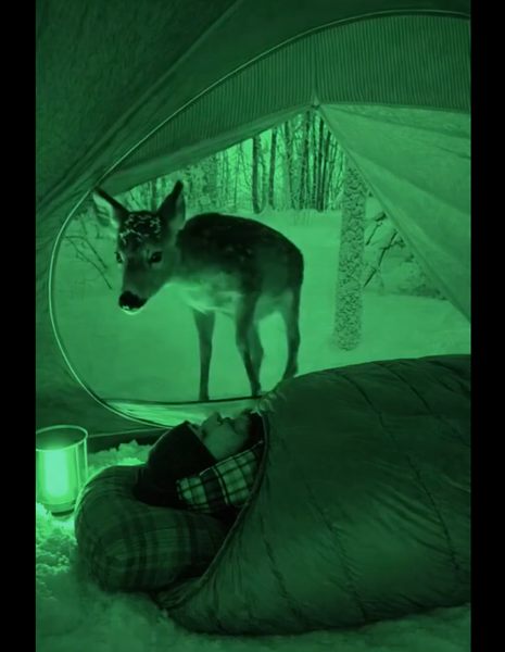 I Set Up a Night-Vision Camera in My Tent to Watch the Forest at Night